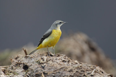 Motacilla cinerea (grey wagtail-ballerina gialla)