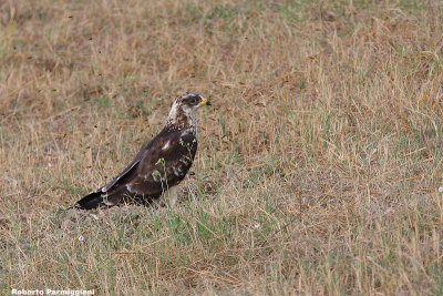 Pernis apivorus(Honey buzzard-Falco pecchiaiolo)