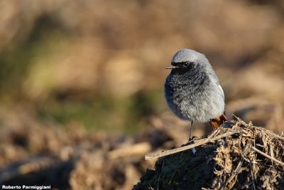 Phoenicurus ochrurus (black redstart-codirosso spazzacamino)