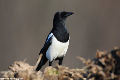 Pica pica (magpie-gazza)