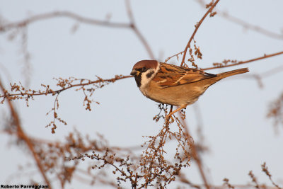 Passer montanus (tree sparrow-passera mattugia)