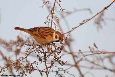 Passer montanus (tree sparrow-passera mattugia)