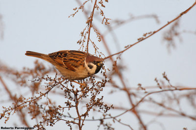 Passer montanus (tree sparrow-passera mattugia)