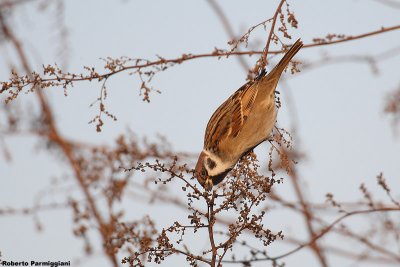 Passer montanus (tree sparrow-passera mattugia)