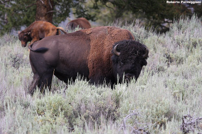 Bison bison (bisonte americano)