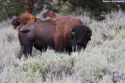 Bison bison (bisonte americano)