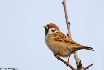 Passer montanus (tree sparrow-passera mattugia)