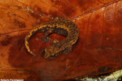 Speleomantes Italicus (geotritone italiano)