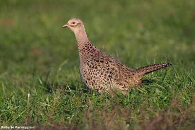 Phasianus colchicus(pheasant-fagiano comune)