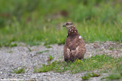 Pernis apivorus(Honey buzzard-Falco pecchiaiolo