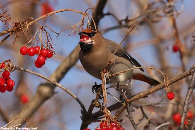 Bombycilla garrulus (waxwing-beccofrusone)