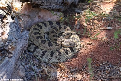 Crotalus viridis (crotalo verde)