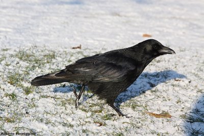 Corvus corone corone (crow-cornacchia nera)