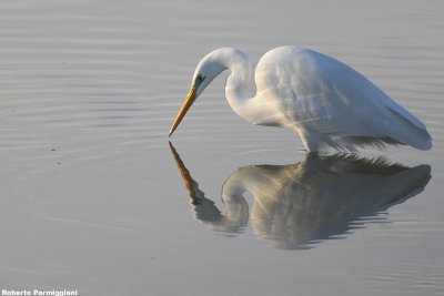 Egretta alba (great white heron-airone bianco maggiore)