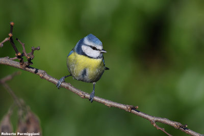 Parus caeruleus (blue tit-cinciarella)