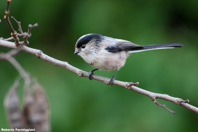 Aegithalos caudatus(long tailed tit-codibugnolo)