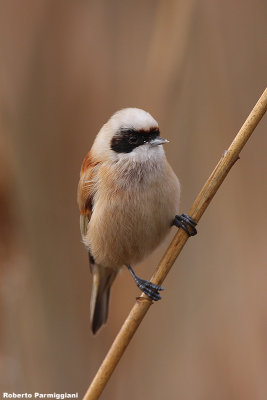 Remiz pendulinus (penduline tit-pendolino)