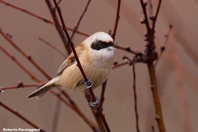 Remiz pendulinus (penduline tit-pendolino)