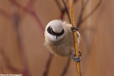 Remiz pendulinus (penduline tit-pendolino)