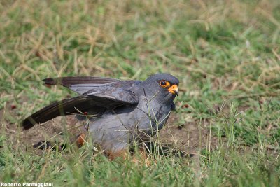 Falco vespertinus(Red-footed falcon-Falco cuculo)