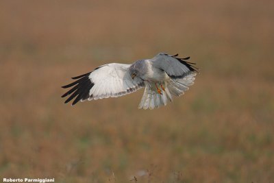 Circus cyaneus (hen harrier-albanella reale)