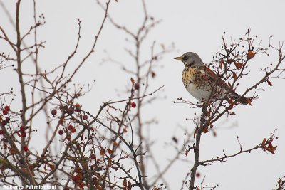 Turdus pilaris (fieldfare-cesena)