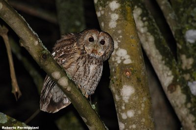 Strix aluco (tawny owl-allocco)