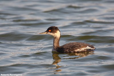 Podiceps_nigricollis (Black necked grebe-svasso piccolo)