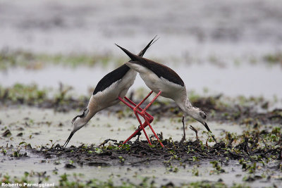 Himantopus himantopus (black winged stilt-cavaliere d'Italia
