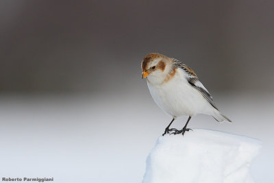 Plectrophenax_nivalis (snow bunting-zigolo delle nevi)