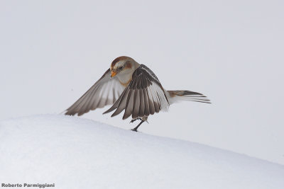 Plectrophenax_nivalis (snow bunting-zigolo delle nevi)