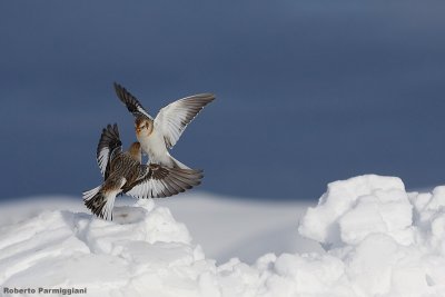 Plectrophenax_nivalis (snow bunting-zigolo delle nevi)