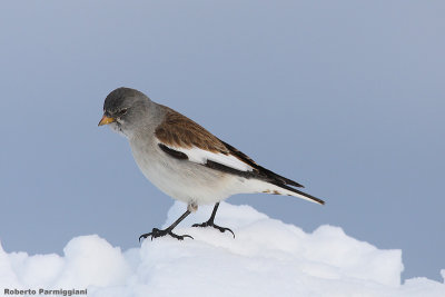 Montifringilla_nivalis (snowfinch-fringuello alpino)