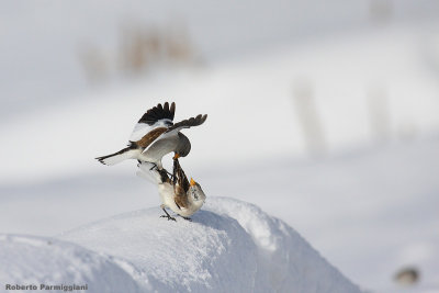 Montifringilla_nivalis (snowfinch-fringuello alpino)