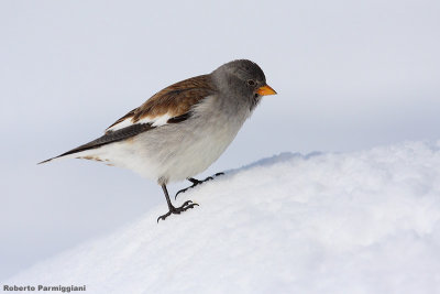 Montifringilla_nivalis (snowfinch-fringuello alpino)