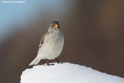 Montifringilla_nivalis (snowfinch-fringuello alpino)