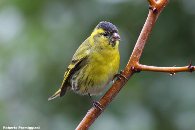 Carduelis spinus (siskin -lucherino)