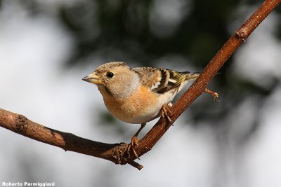 Fringilla montifringilla (brambling-peppola)