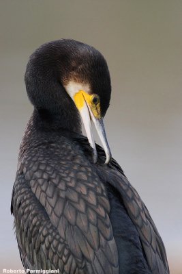 Phalacrocorax carbo (cormorant-cormorano)