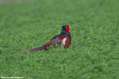 Phasianus colchicus(pheasant-fagiano comune)