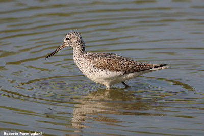 Tringa nebularia (greenshank-pantana)