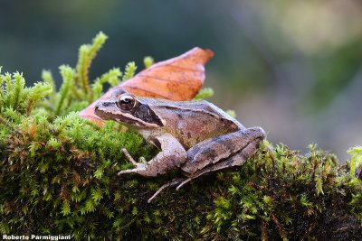 Rana dalmatina (rana agile)