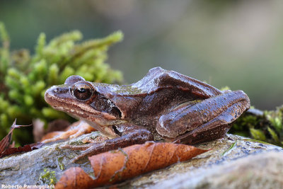 Rana dalmatina (rana agile)