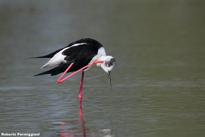 Himantopus himantopus (black winged stilt-cavaliere d'Italia