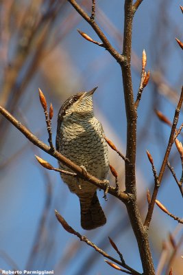 Jynx torquilla ( wryneck - torcicollo)