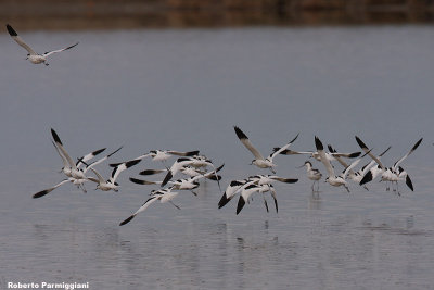 Recurvirostra avosetta (avocet-avocetta)