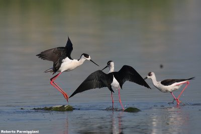 Himantopus himantopus (black winged stilt-cavaliere d'Italia