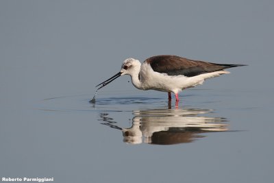 Himantopus himantopus (black winged stilt-cavaliere d'Italia