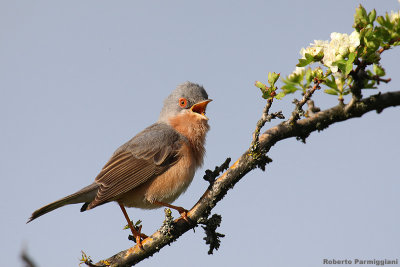 Sylvia subalpina (moltoni's warbler -  sterpazzolina di Moltoni)