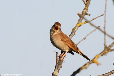 Luscinia-megarhynchos ( nightingale - usignolo)